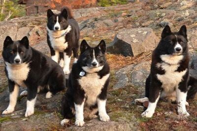 perro-oso-de-Carelia-2