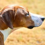 Foxhound-americano-4