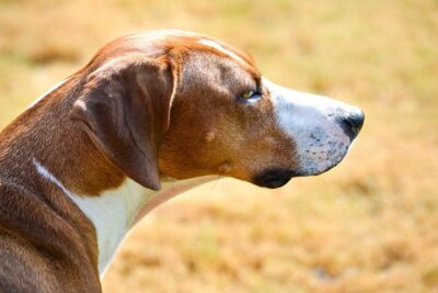 Foxhound-americano-4