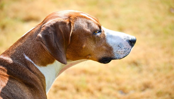 Foxhound-americano-4