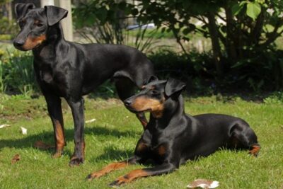 Manchester-terrier-5