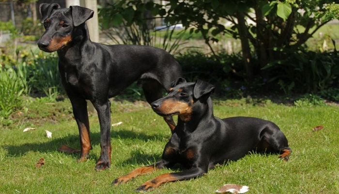 Manchester-terrier-5