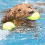 Nova-Scotia-Duck-Tolling-Retriever-5
