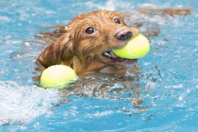 Nova-Scotia-Duck-Tolling-Retriever-5