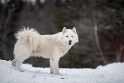 Perro-esquimal-canadiense-3