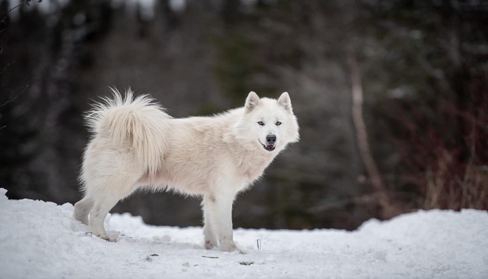 Perro-esquimal-canadiense-3