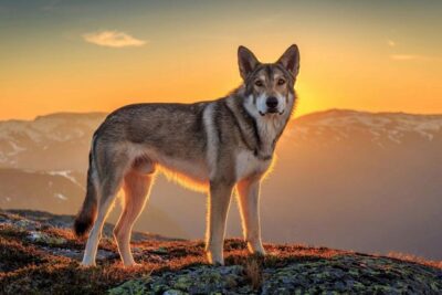 Perro-lobo-de-Saarloos-3