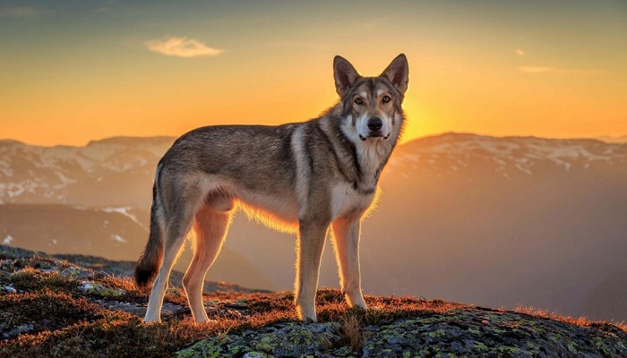 Perro-lobo-de-Saarloos-3