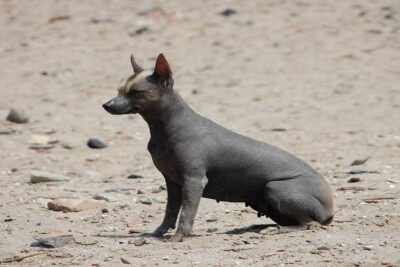 Perro-peruano-sin-pelo-2