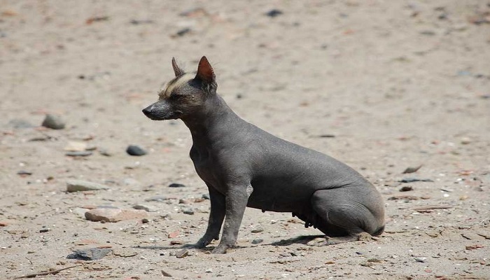 Perro-peruano-sin-pelo-2