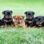 Pinscher-miniatura-5