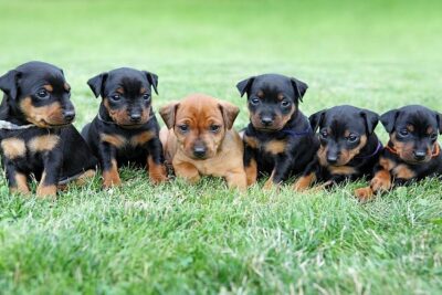 Pinscher-miniatura-5