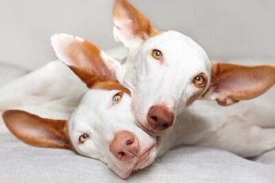 Podenco-ibicenco-1
