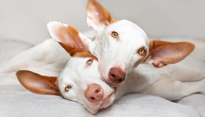 Podenco-ibicenco-1