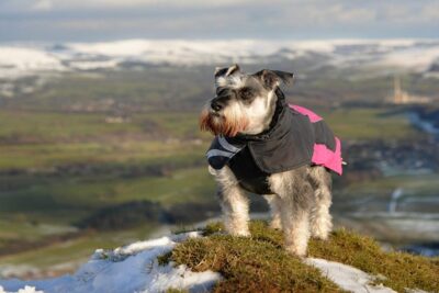 Schnauzer-miniatura-6