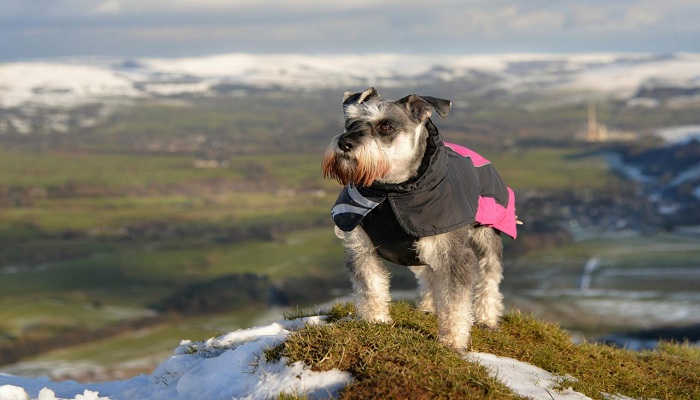 Schnauzer-miniatura-6