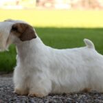 Sealyham-terrier-4