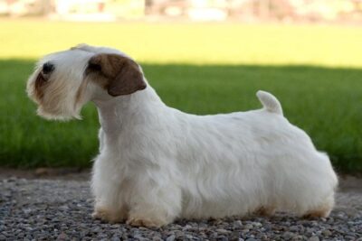 Sealyham-terrier-4