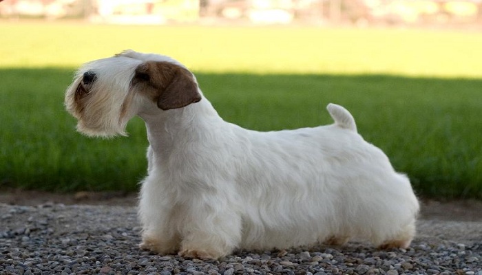 Sealyham-terrier-4