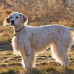 Setter-inglés-3