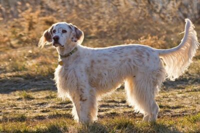 Setter-inglés-3