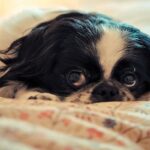Spaniel-japonés-5