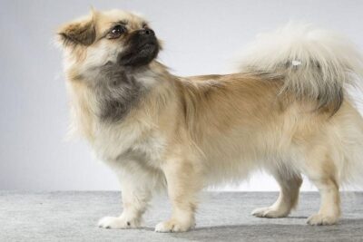 Spaniel-tibetano-3