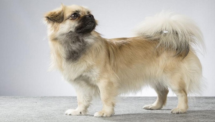 Spaniel-tibetano-3