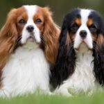 Toy-spaniel-inglés-1