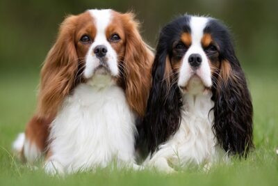 Toy-spaniel-inglés-1