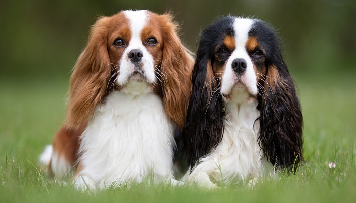 Toy-spaniel-inglés-1