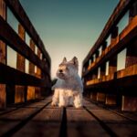 West-Highland-White-Terrier-6
