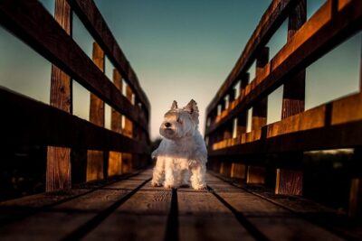 West-Highland-White-Terrier-6