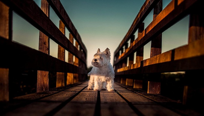 West-Highland-White-Terrier-6
