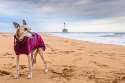 Whippet-5