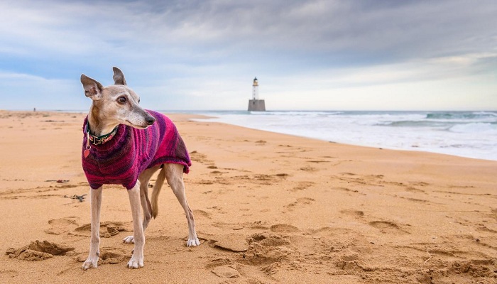 Whippet-5