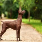 Xoloitzcuintle-3