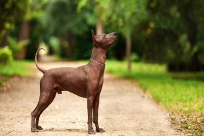 Xoloitzcuintle-3
