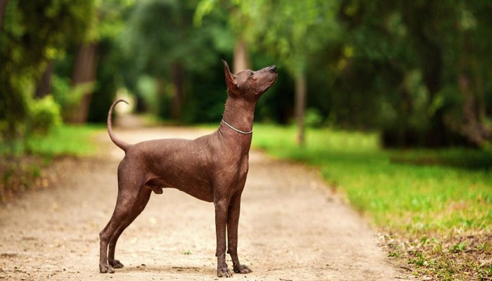 Xoloitzcuintle-3