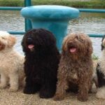 Perro-de-agua-español-1