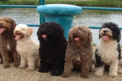 Perro-de-agua-español-1
