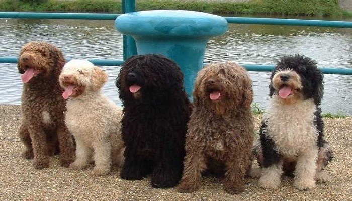 Perro-de-agua-español-1
