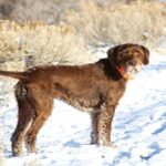 Poodlepointer-5