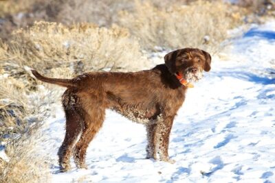 Poodlepointer-5