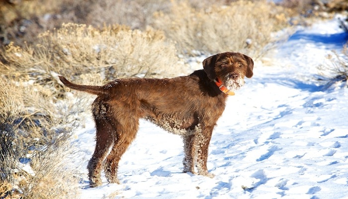 Poodlepointer-5