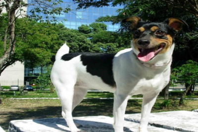 Terrier-brasileño-1
