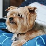 Yorkshire-terrier-3