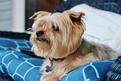 Yorkshire-terrier-3