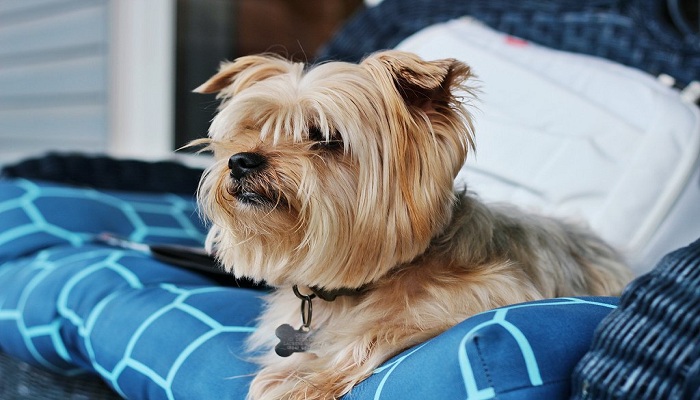 Yorkshire-terrier-3