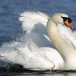 CISNE-1